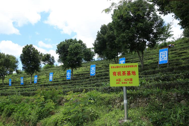 山国工夫茶